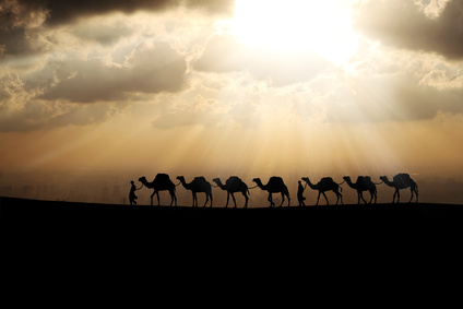 camels queue in the sunset background