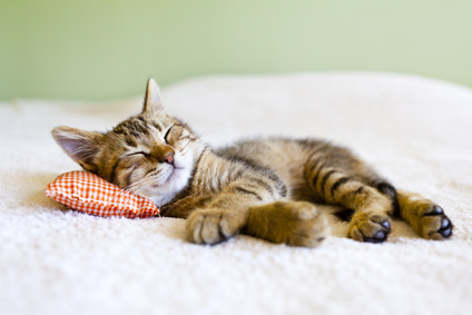 Small Kitty With Red Pillow